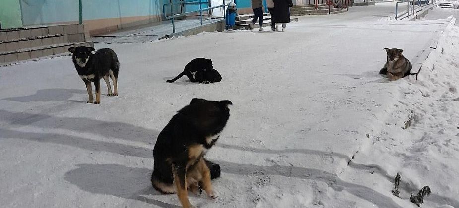 Свершилось. В Карпинске все-таки удалось найти фирму для отлова бездомных собак