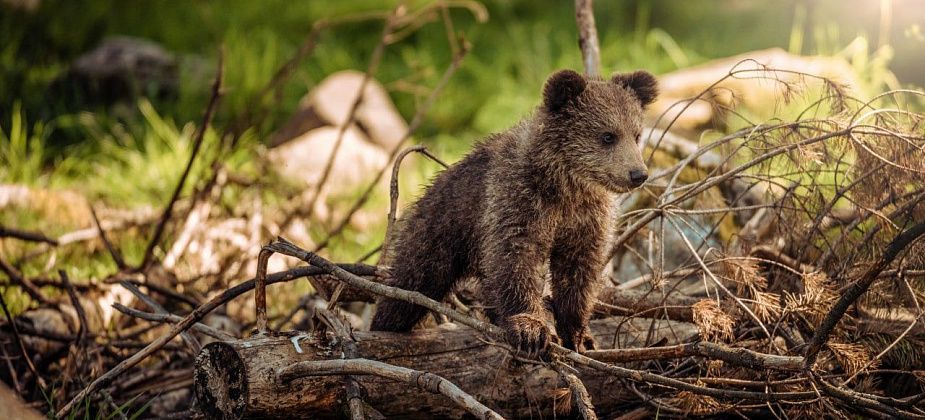 Жители Антипки подтвердили Щукину, что видели у поселка медведей