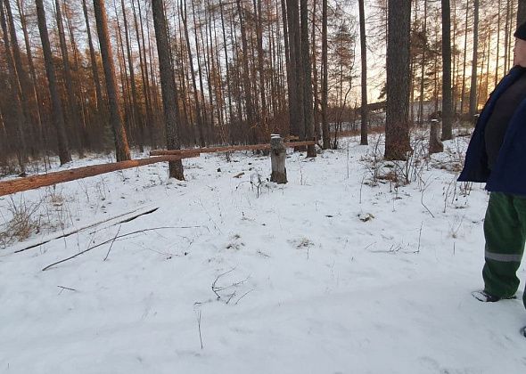 На окраине Карпинска оградили участок леса. Планируют вырубать?