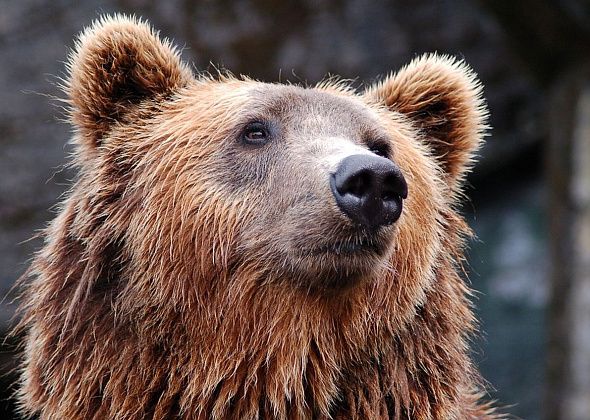 В окрестностях Карпинска замечены медведи: "Окружают со всех сторон"