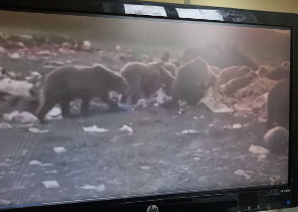  Горожане делятся очередным видео “местных” медведей. Это фейк