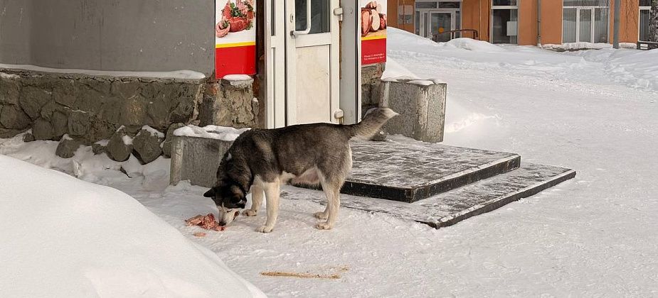 «Я не против животных, но...»: горожанин жалуются на бездомных собак и людей их кормящих