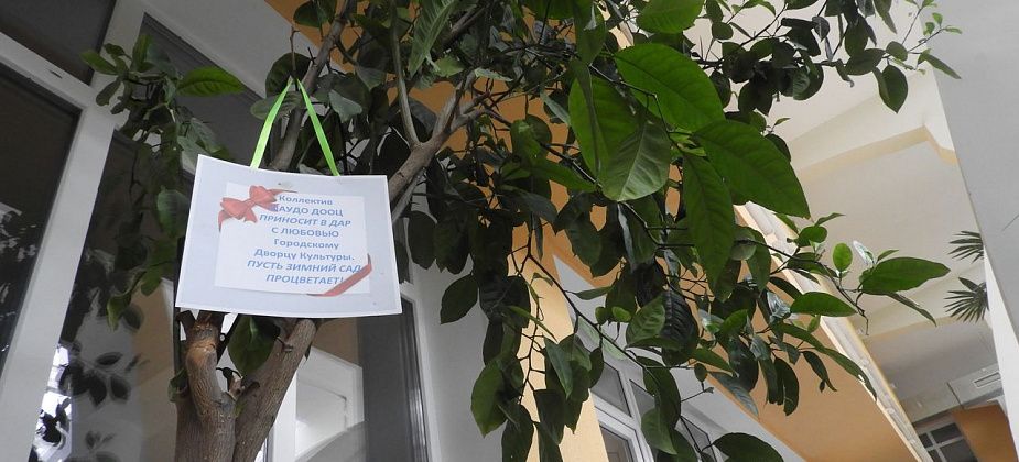 ДООЦ подарил ГДК лимонное дерево