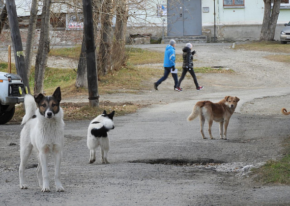 Мэр Андрей Клопов высказал свое отношение к эвтаназии и "благотворительной" кормежке бродячих собак