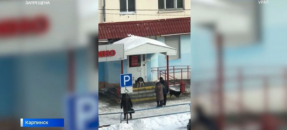 Проблему с нападениями собак на детей в Карпинске озвучили на федеральном канале