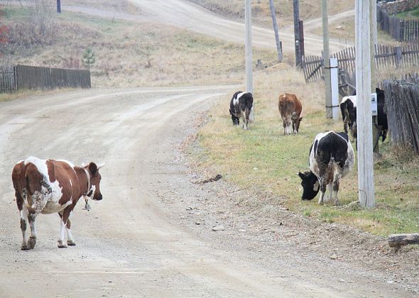 В Свердловской области ввели штрафы за самовыгул сельскохозяйственных животных