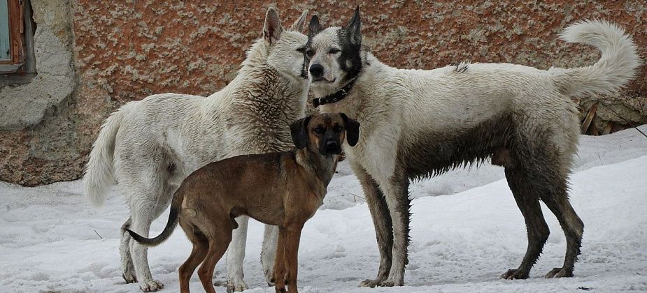 Отлов собак в Карпинске снова откладывается. Никто не хочет заниматься этой работой