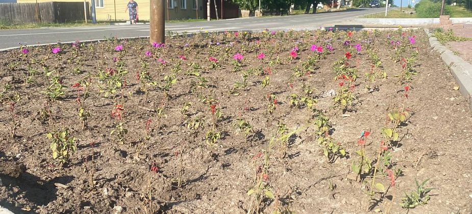 У автовокзала засохли цветы на городской клумбе. Горожане недовольны