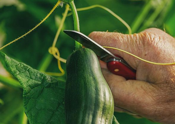 Карпинских пенсионеров-садоводов приглашают поучаствовать в конкурсе «Это вырастил Я»