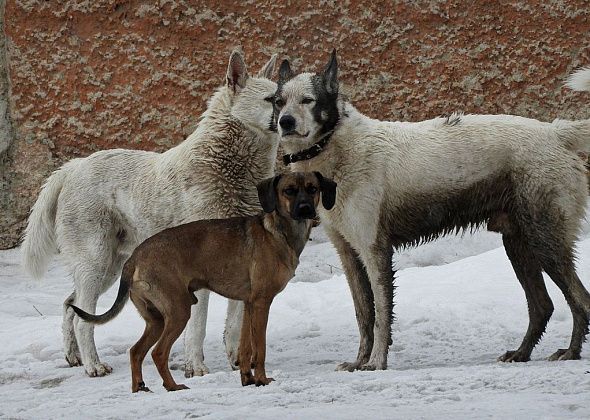 В Карпинске некому ловить собак: тендер не состоялся из-за отсутствия участников
