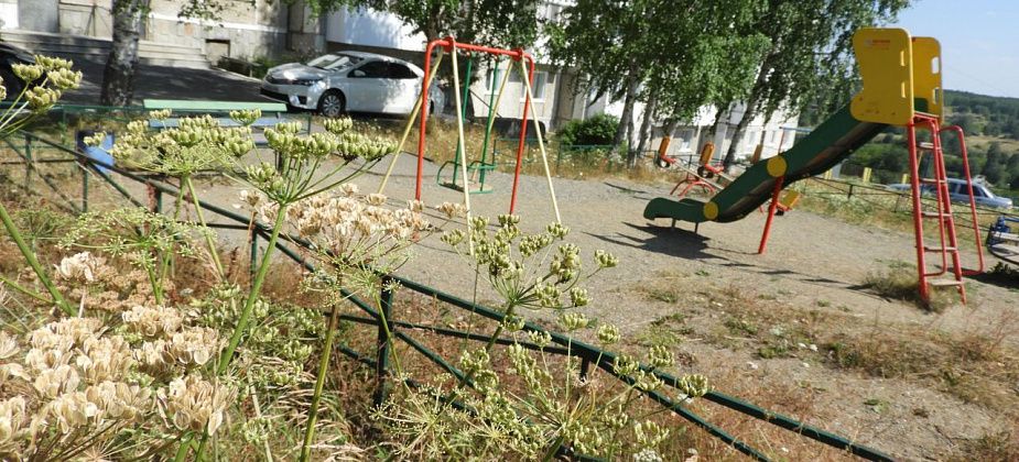 На детской площадке растут ядовитые растения