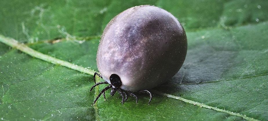 Клещи покусали еще 19 карпинцев