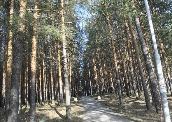 В Комсомольском парке ликвидируют сухостойные деревья