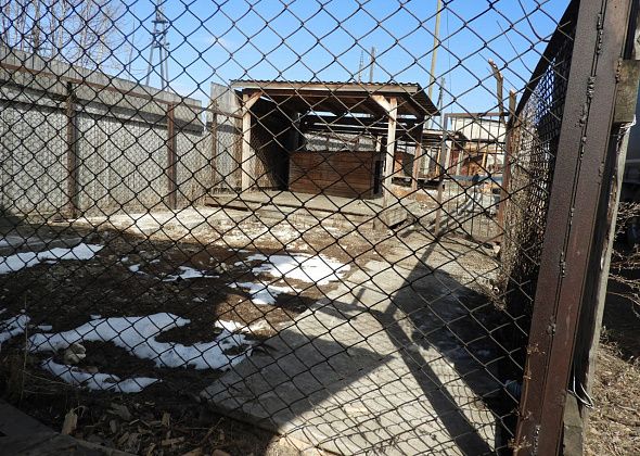 Владелец алабаев, которые загрызли хозяйскую собаку, прокомментировал инцидент