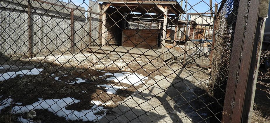 Владелец алабаев, которые загрызли хозяйскую собаку, прокомментировал инцидент