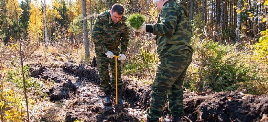 Названа главная площадка проекта «Сад памяти» в память о погибших на фронтах Великой Отечественной войны