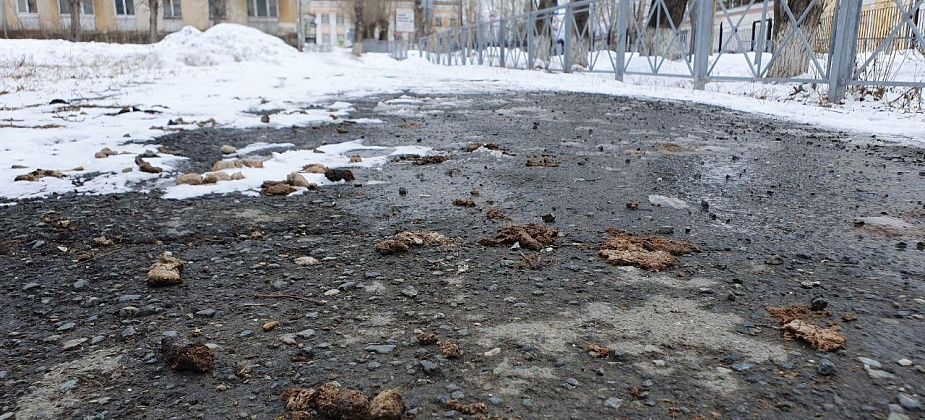 «Неприятно ходить по таким улицам». Карпинская пенсионерка просит горожан убирать за своими собаками