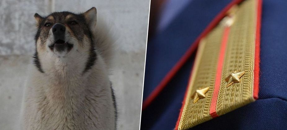 Следователи СКР проводят проверку по факту нападения собак на детей в Карпинске