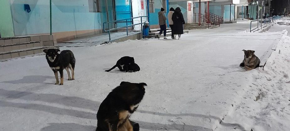 «УКХ» делает новую попытку найти фирму для отлова собак