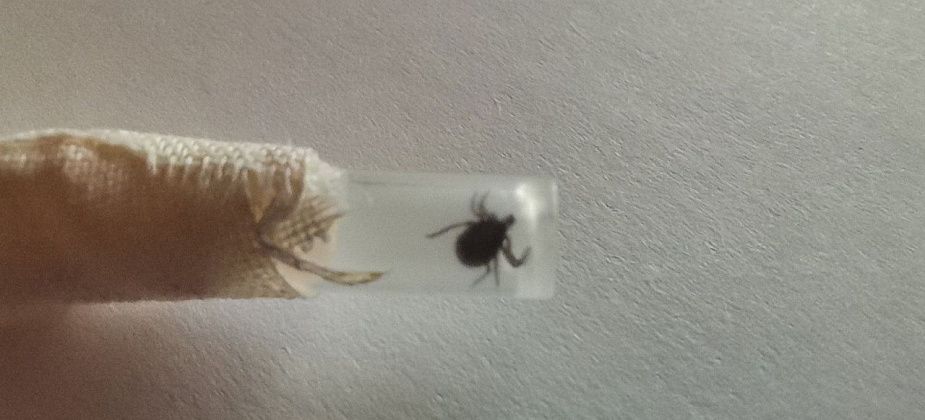 Уже 65 горожан пострадали от укусов клещей в Карпинске