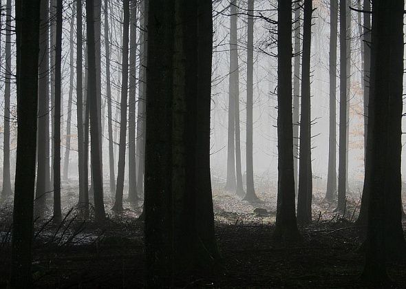 Лесные инспекторы составили уже 35 протоколов на нарушителей ОПР в лесах