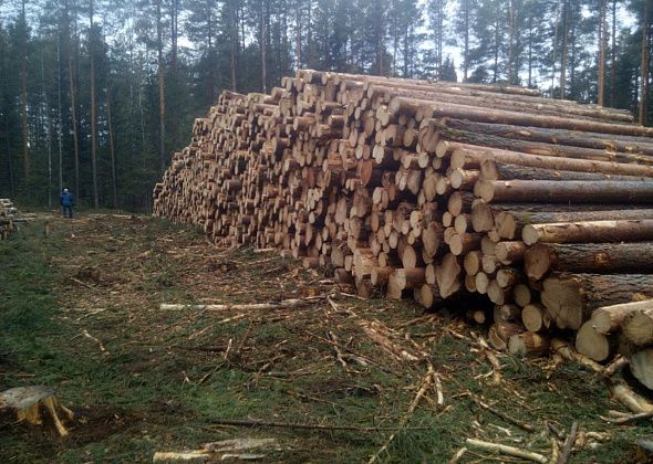 Карпинское предприятие, которое вывозит лес за границу, попалось на нарушениях