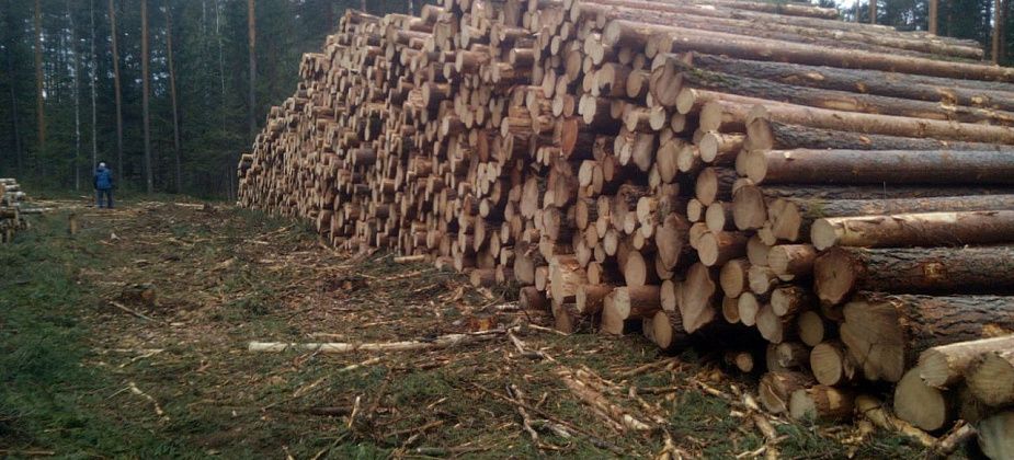 Карпинское предприятие, которое вывозит лес за границу, попалось на нарушениях