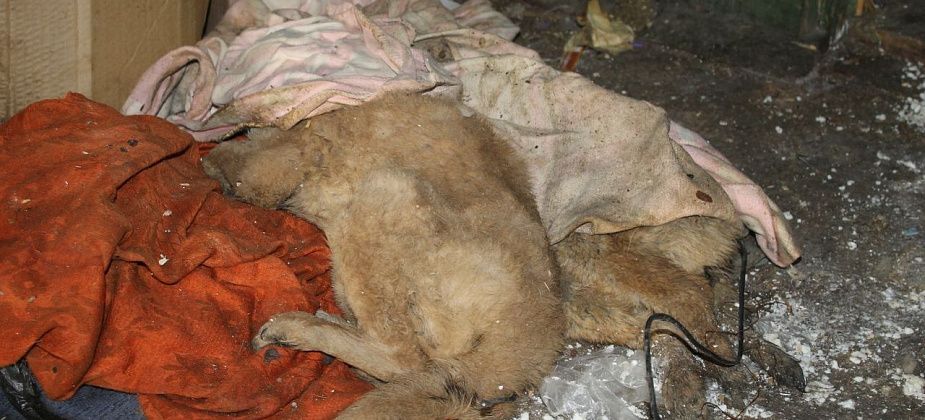 В Карпинске не нашли желающих заниматься утилизацией трупов животных