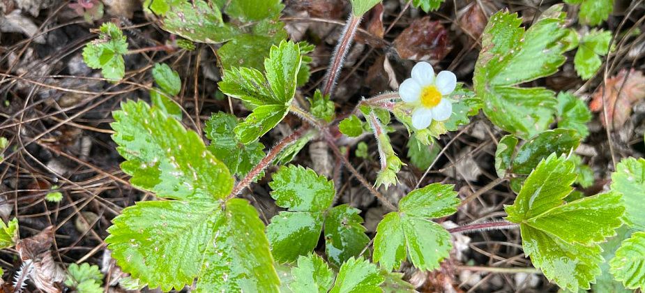 На севере области синоптики прогнозируют теплую погоду с незначительными осадками