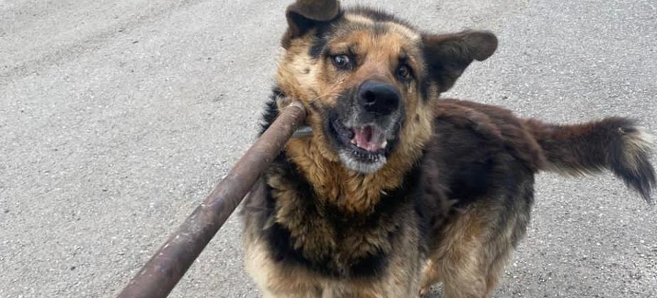 Подрядчик показал, каких собак он отловил на улицах Карпинска