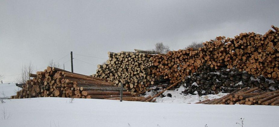 В Карпинске нашли предпринимателя, который «втихушку» занял земельный участок и пилил там древесину