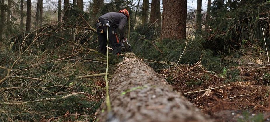 Карпинская прокуратура наказала фирму и мэрию Волчанска. Оба нарушения связаны с лесным законодательством