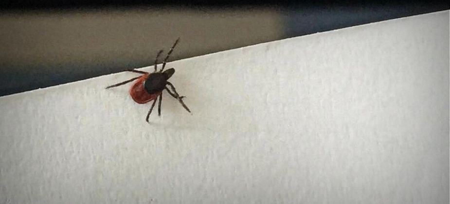 Клещи покусали уже более 220 карпинцев. Привитых, как всегда — мало