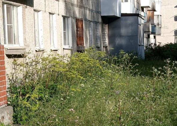 Читатели рассказали, что между пятиэтажкой по улице Мира и детским садом растет ядовитый сорняк
