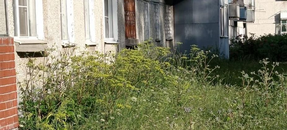 Читатели рассказали, что между пятиэтажкой по улице Мира и детским садом растет ядовитый сорняк