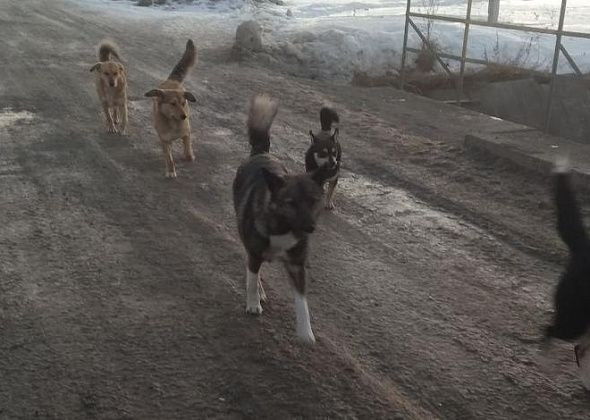В Карпинске вновь ищут тех, кто отловит бродячих собак