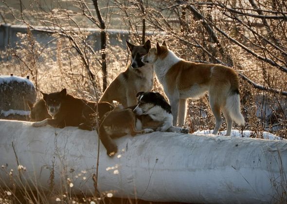 Отлов 2021. Сколько собак хотят поймать на улицах Карпинска в этом году