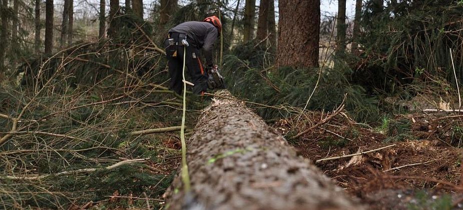 Прокуратура Карпинска выявила нарушения у целого ряда местных лесозаготовительных предприятий
