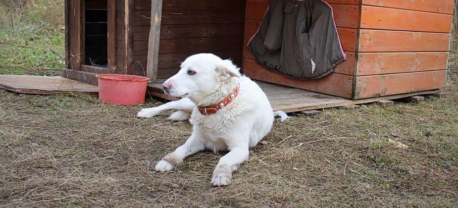 «Теперь он живет здесь». Жители многоквартирного дома позаботились о раненой собаке и поставили для нее будку