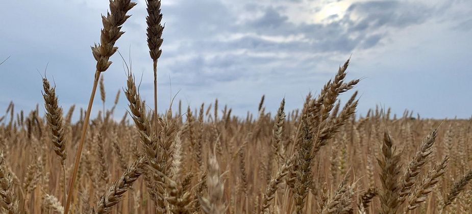 Свердловские аграрии перевыполнили план по заготовке кормов и уборке зерновых культур