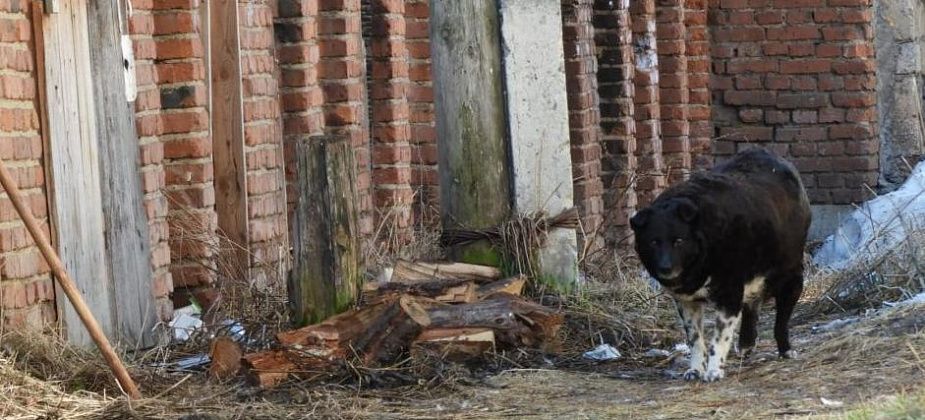 Тендер на отлов собак вновь провалился из-за отсутствия участников