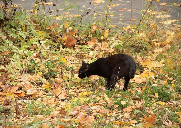 «Погода будет прохладная и неустойчивая». Какая погода будет на севере региона в конце сентября и начале октября