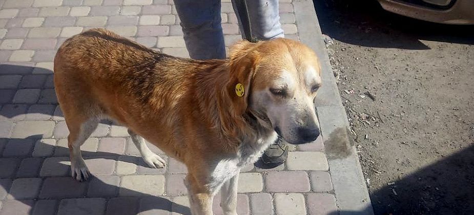 В «УКХ» заявили о недопустимости повторного отлова собак. Подрядчику направлена претензия