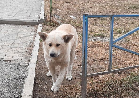 “Известия”: регионы получат право на усыпление опасных собак