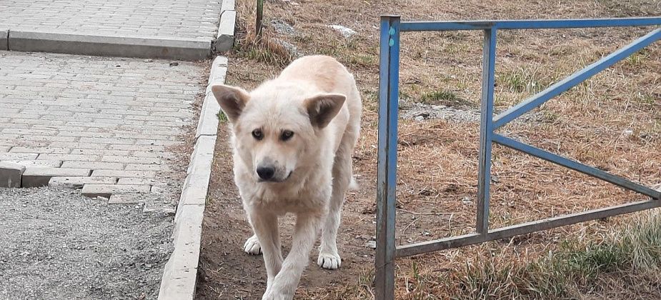 “Известия”: регионы получат право на усыпление опасных собак
