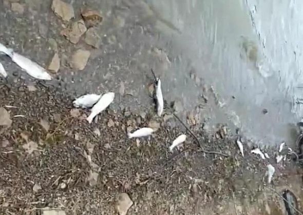 Горожане заметили дохлую форель на берегу разреза. Директор рыбного хозяйства объяснила ситуацию