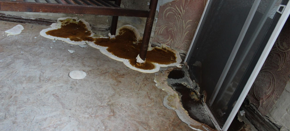 В Карпинске домом с грибами на Ленина заинтересовались в СКР. Возбуждено уголовное дело