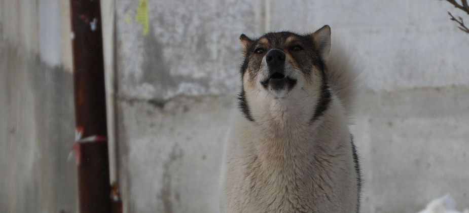 Мэрия Карпинска выплатит 25 тысяч рублей ребенку, на которого напала бездомная собака