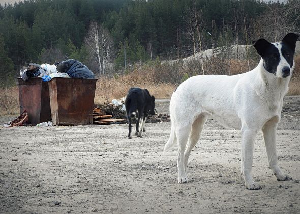 В Карпинске отловят 13 бездомных собак