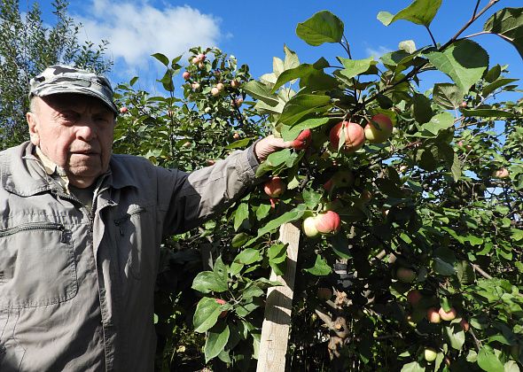 Карпинец вырастил в своем саду четыре сорта яблок